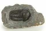 Large, Detailed Proetid (Gerastos) Trilobite Fossil - Morocco #331974-3